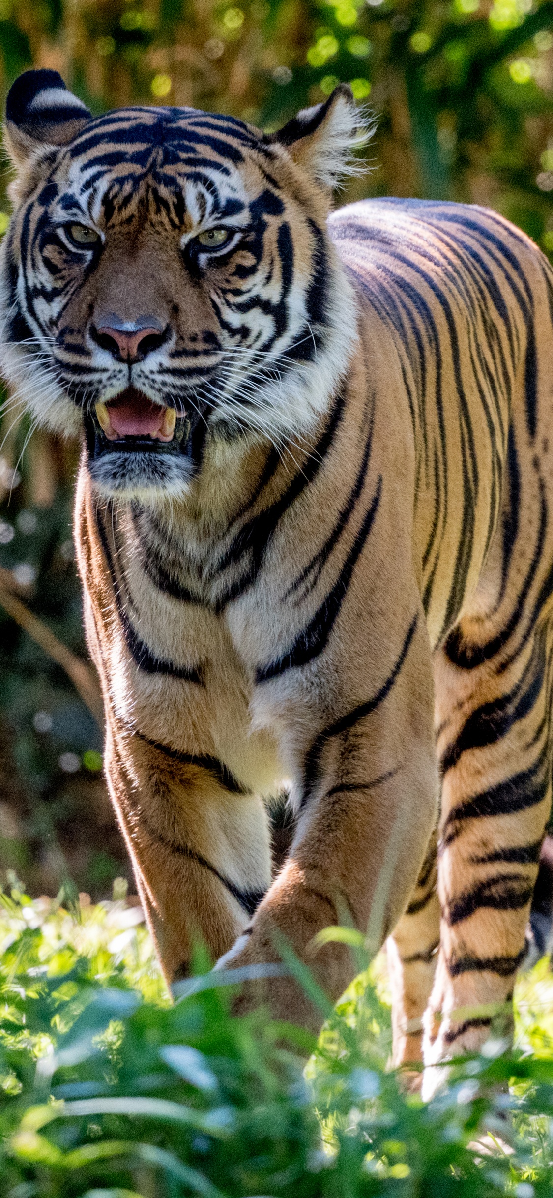 Lion, Chat, Tigre du Bengale, Rugissement, Big Cat. Wallpaper in 1125x2436 Resolution