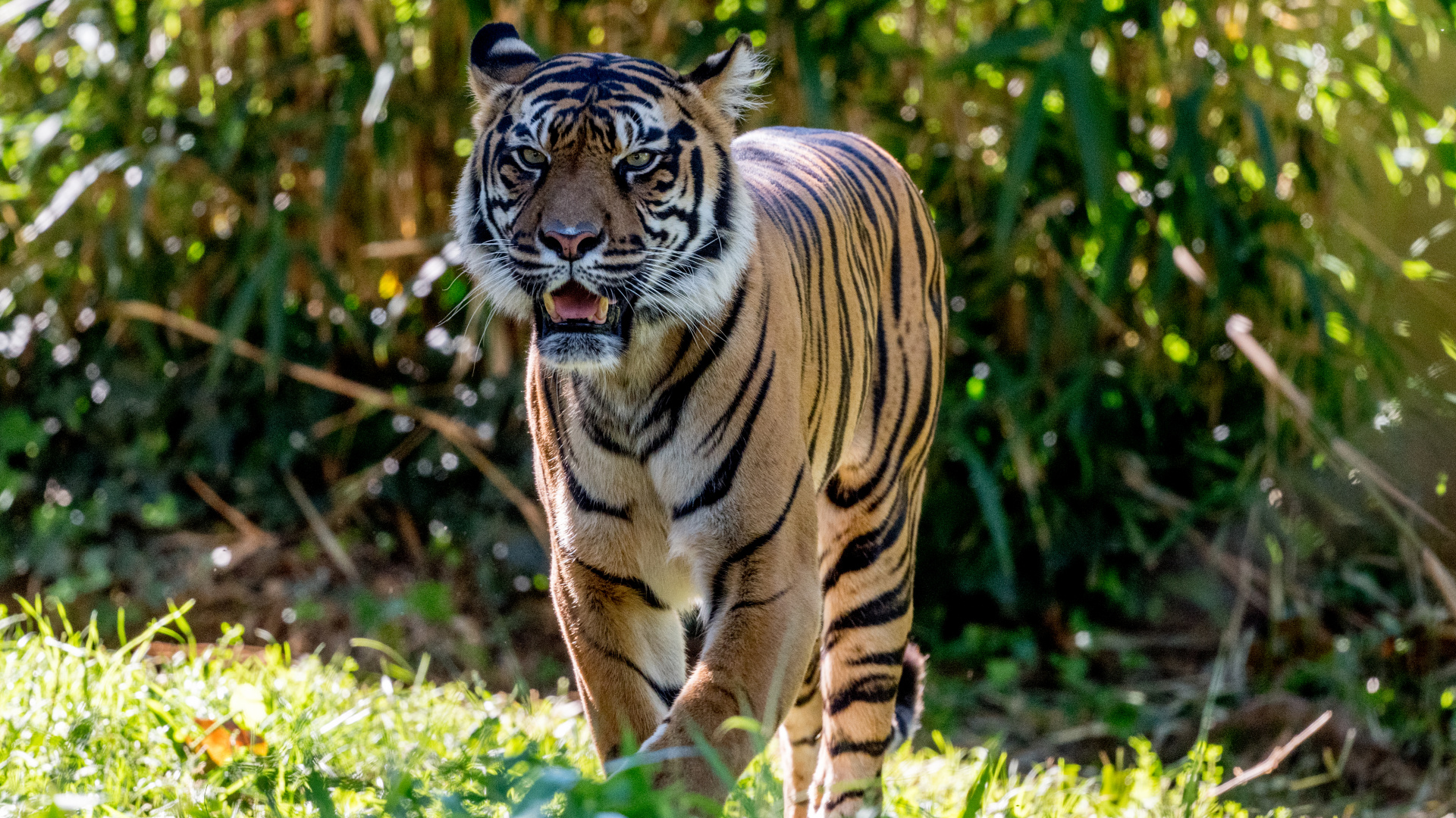 Lion, Chat, Tigre du Bengale, Rugissement, Big Cat. Wallpaper in 1920x1080 Resolution