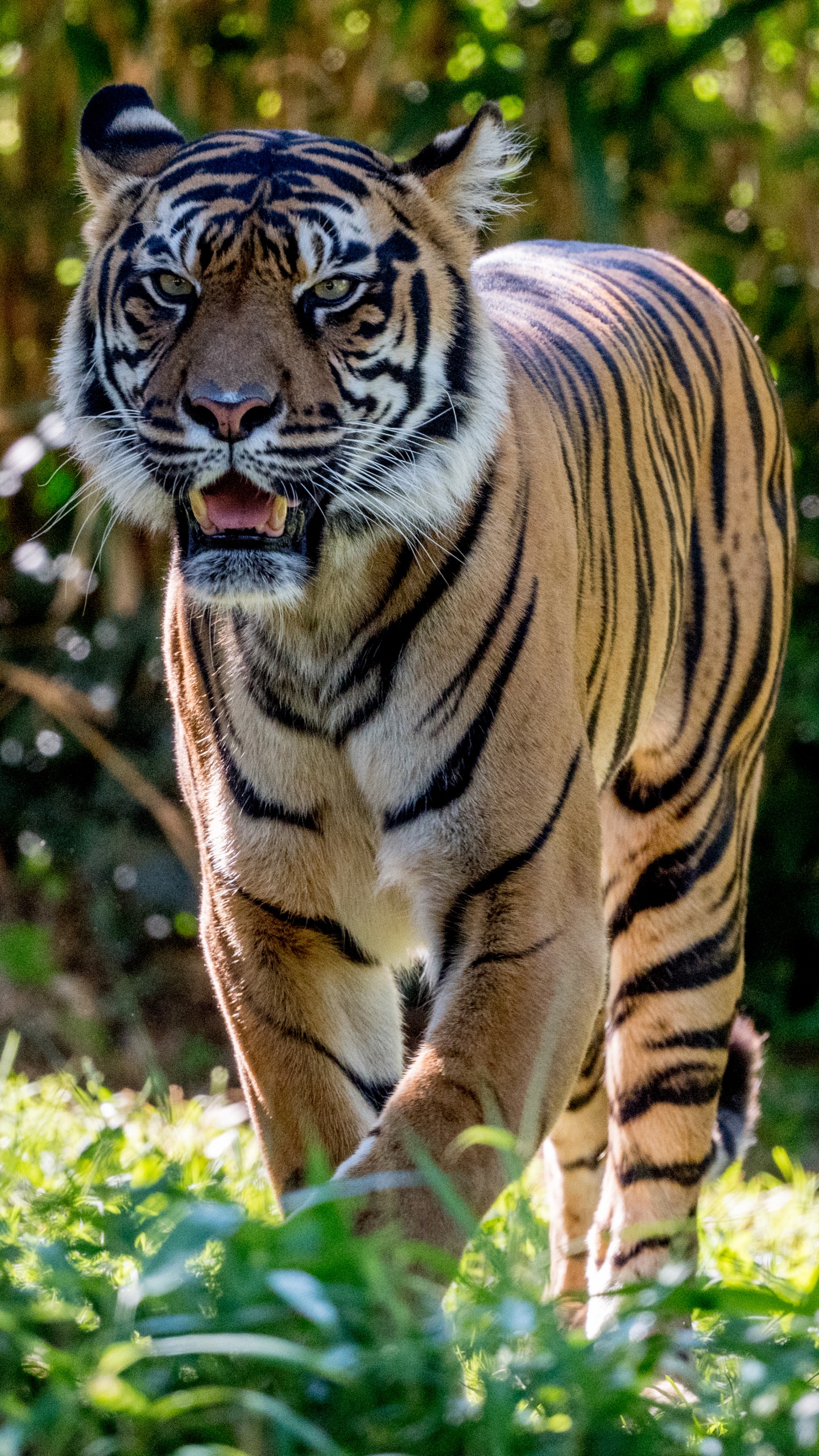 Tierwelt, Lion, Katze, Fleischfresser, Bengal Tiger. Wallpaper in 1440x2560 Resolution