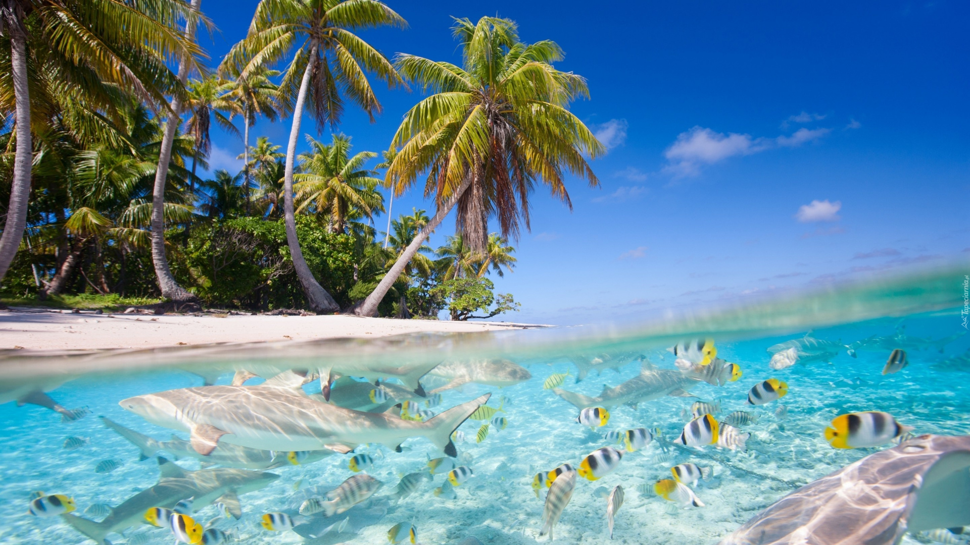 Green Palm Tree Near Body of Water During Daytime. Wallpaper in 1920x1080 Resolution