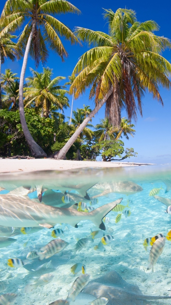 Green Palm Tree Near Body of Water During Daytime. Wallpaper in 720x1280 Resolution