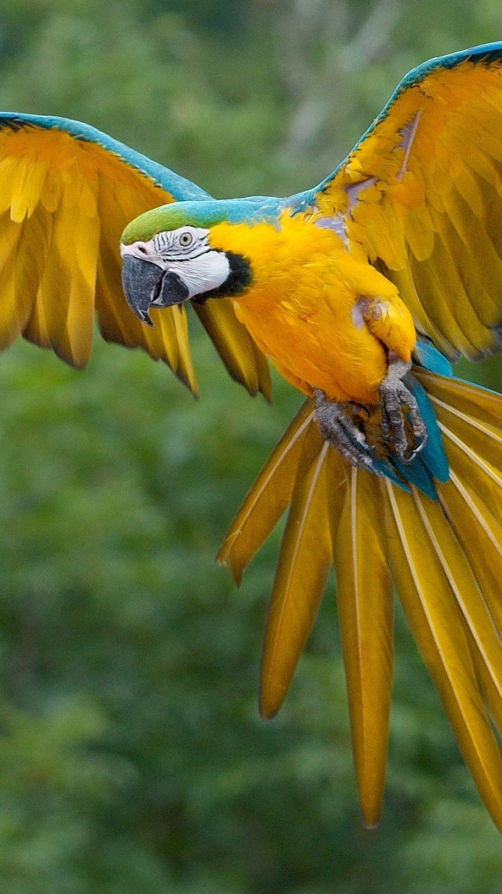 Loro Amarillo Azul y Verde. Wallpaper in 720x1280 Resolution