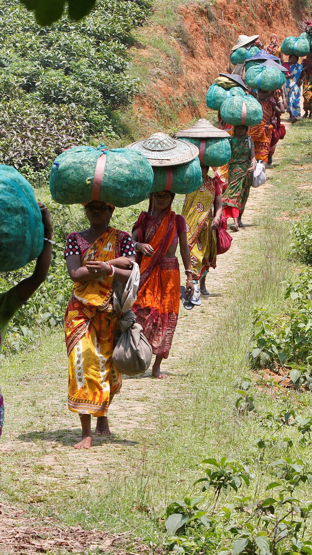Rural Area, Tribe, Plant, Tea Garden, Durga Bari Tea Estate. Wallpaper in 1080x1920 Resolution