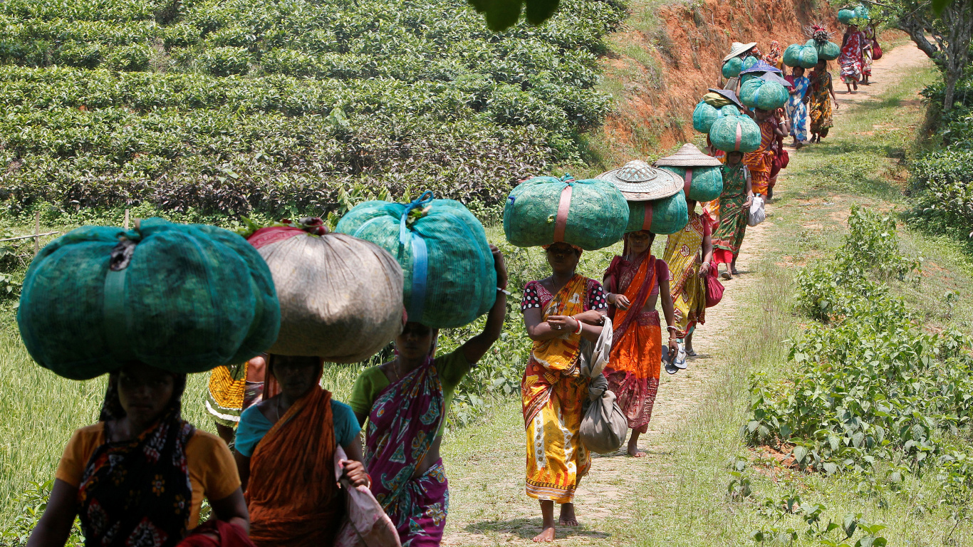 Rural Area, Tribe, Plant, Tea Garden, Durga Bari Tea Estate. Wallpaper in 1366x768 Resolution