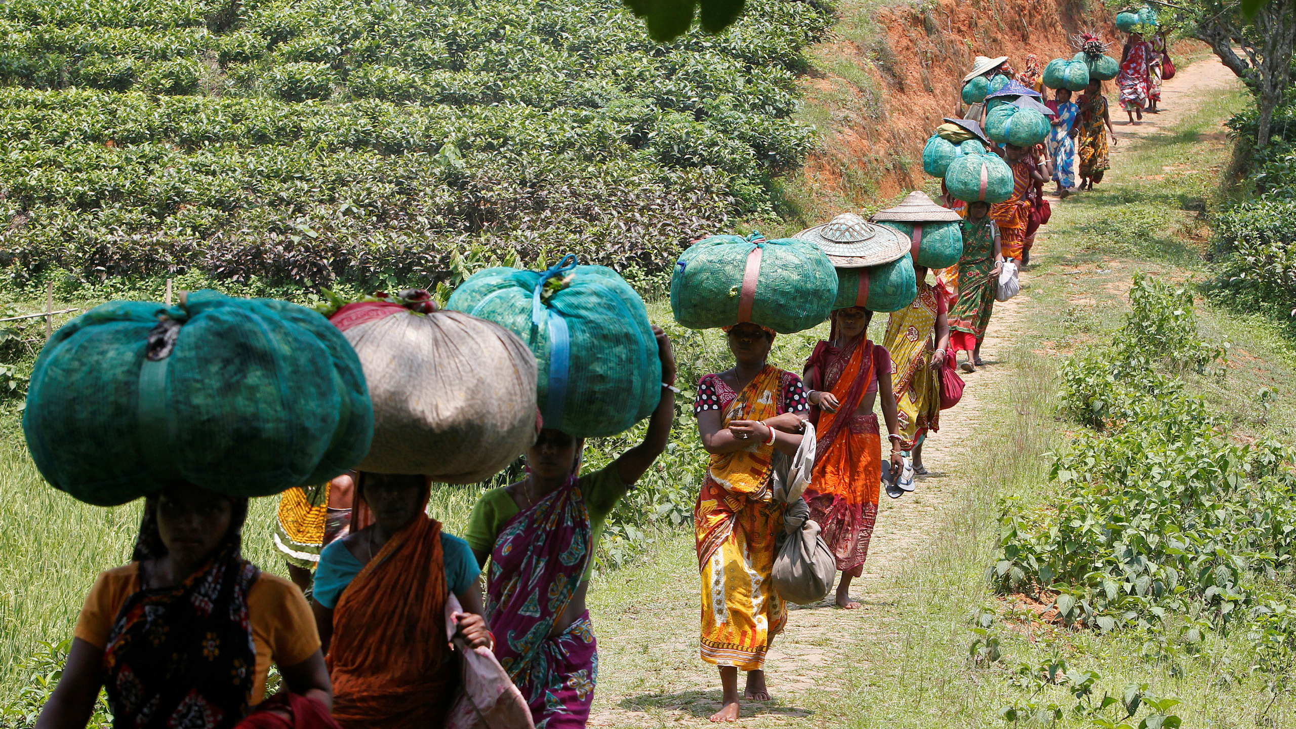 Rural Area, Tribe, Plant, Tea Garden, Durga Bari Tea Estate. Wallpaper in 2560x1440 Resolution