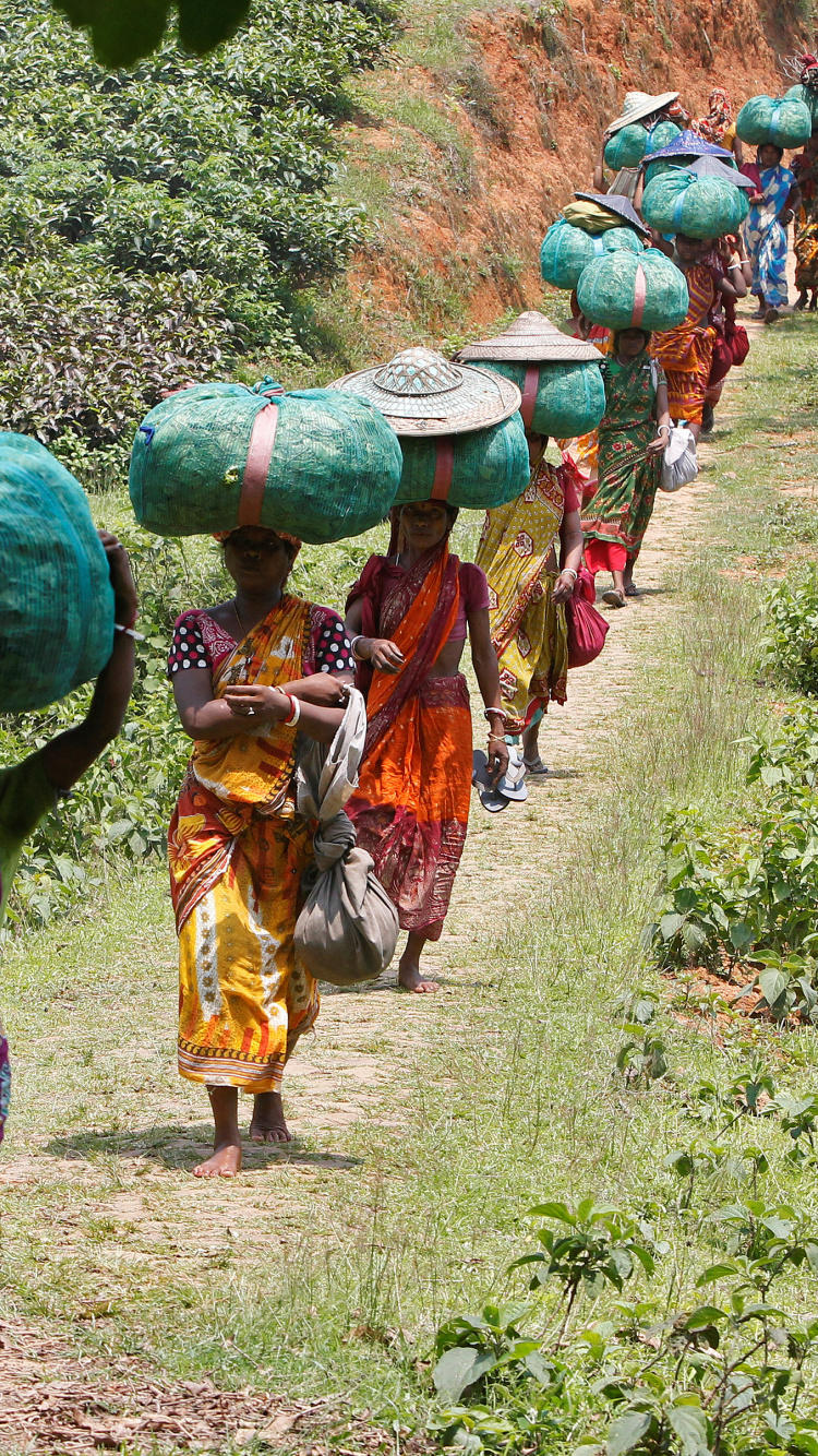 Rural Area, Tribe, Plant, Tea Garden, Durga Bari Tea Estate. Wallpaper in 750x1334 Resolution
