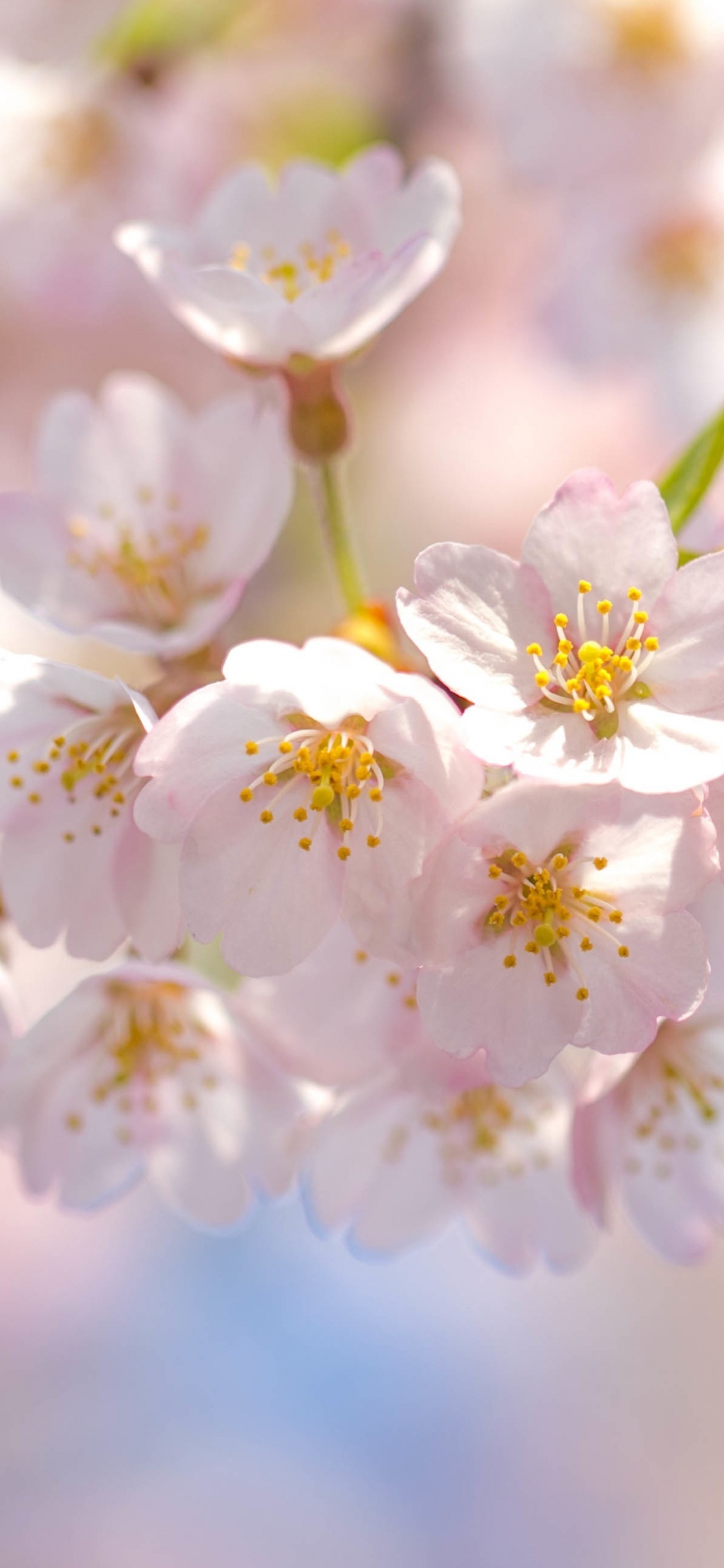 White Cherry Blossom in Close up Photography. Wallpaper in 1125x2436 Resolution
