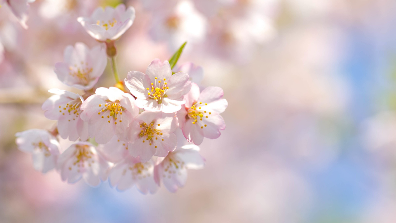 White Cherry Blossom in Close up Photography. Wallpaper in 1280x720 Resolution