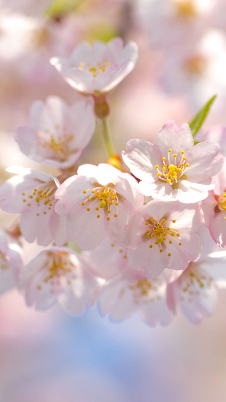 樱花, 开花, 粉红色, 弹簧, 挂毯 壁纸 720x1280 允许