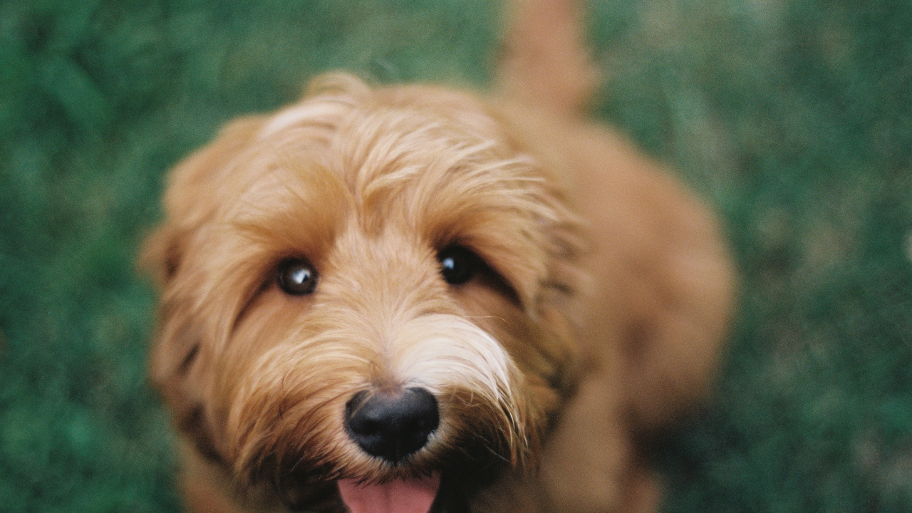 Brown Long Coated Small Dog. Wallpaper in 1280x720 Resolution