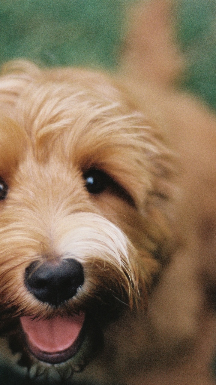 Brown Long Coated Small Dog. Wallpaper in 720x1280 Resolution