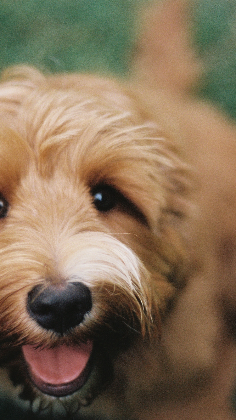 Petit Chien Brun à Poil Long. Wallpaper in 750x1334 Resolution