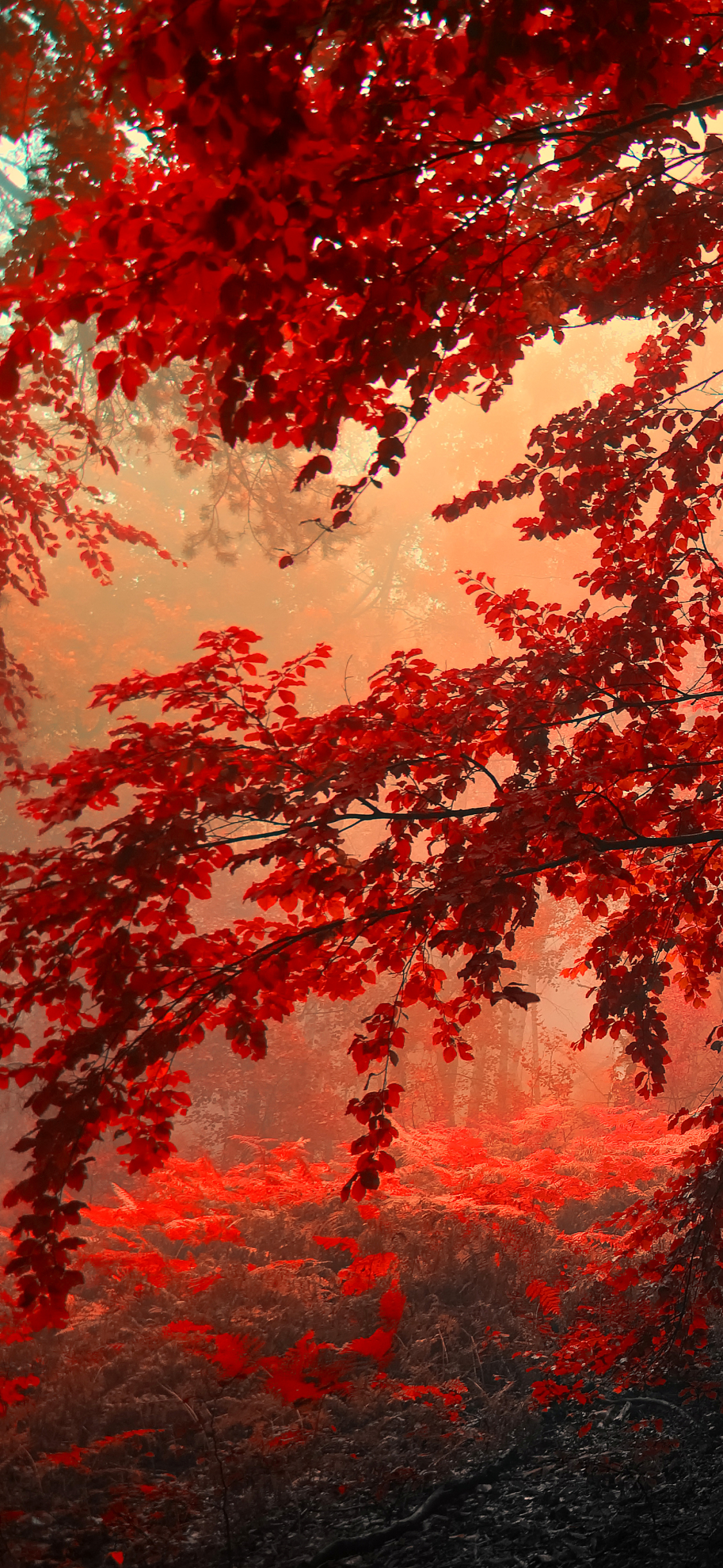 Árbol Rojo, Rojo, de Colores, Sucursal, Naturaleza. Wallpaper in 1125x2436 Resolution