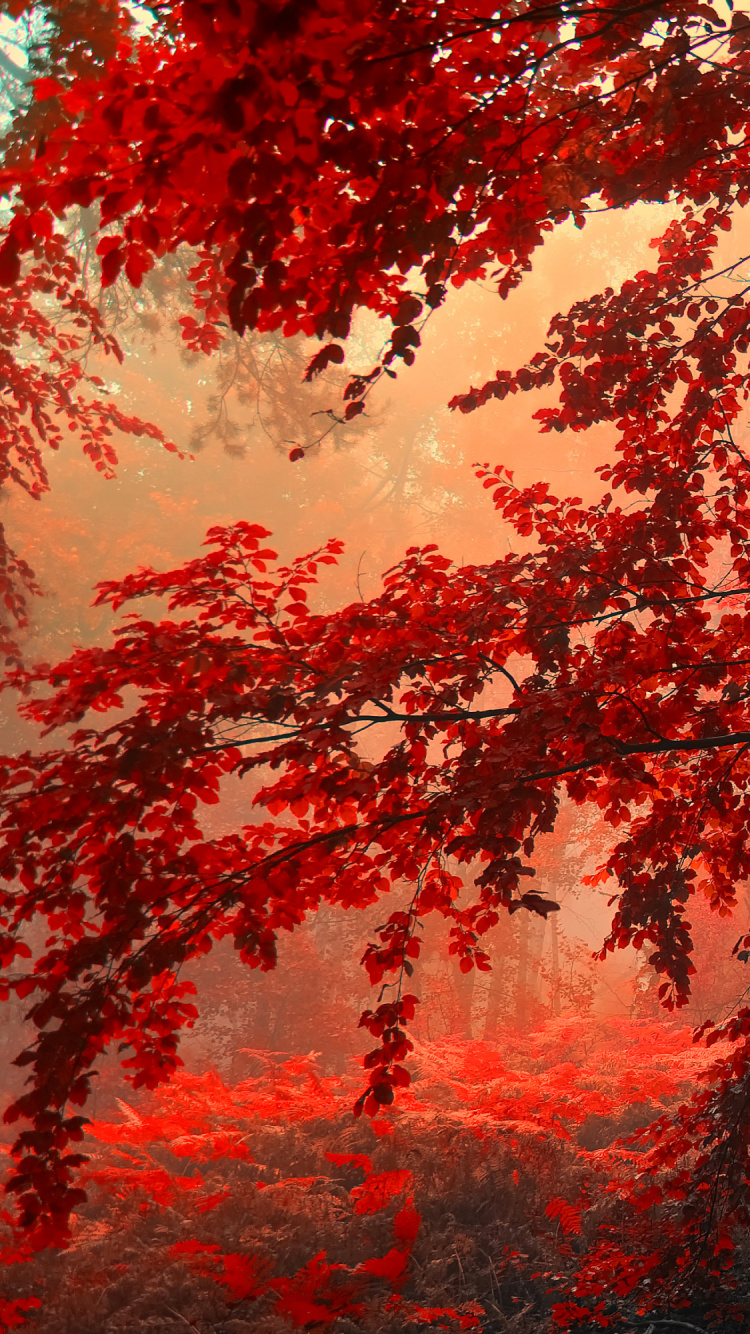 Arbre Rouge, Red, Color, Forêt, Feuille. Wallpaper in 750x1334 Resolution