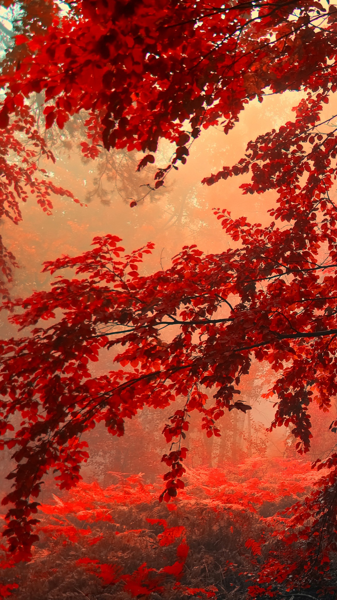 Red Tree, Tree, Red, Colored, Forest. Wallpaper in 1080x1920 Resolution