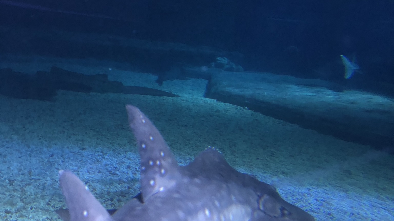 Agua, Cuerpo de Agua, Naturaleza, Submarino, Estrella de Mar. Wallpaper in 1280x720 Resolution