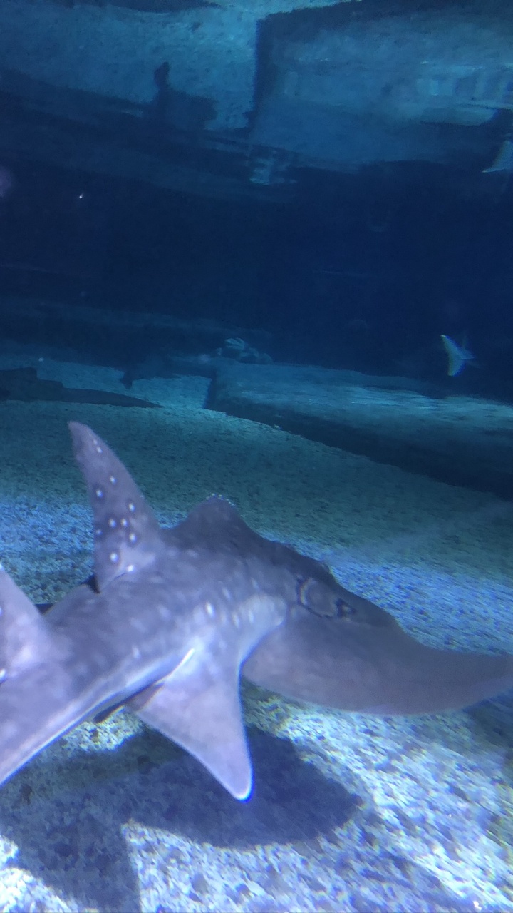 Water, Body of Water, Nature, Underwater, Starfish. Wallpaper in 720x1280 Resolution