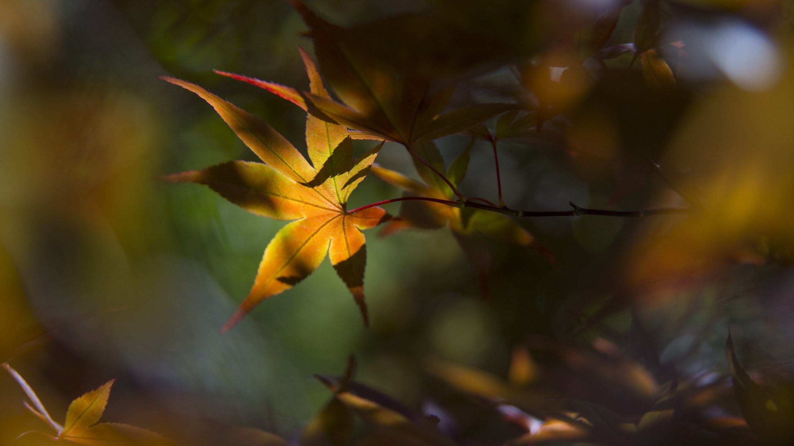 Yellow and Green Leaves in Tilt Shift Lens. Wallpaper in 2560x1440 Resolution
