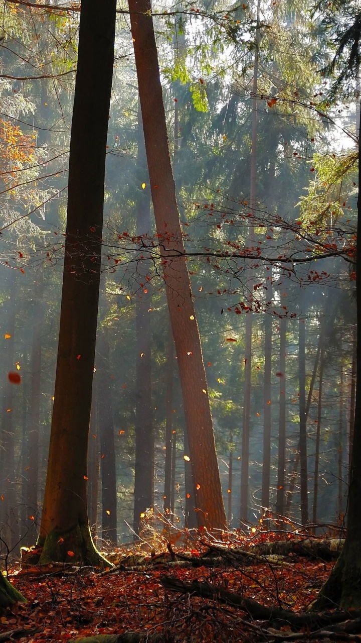 Braune Bäume im Wald Tagsüber. Wallpaper in 720x1280 Resolution