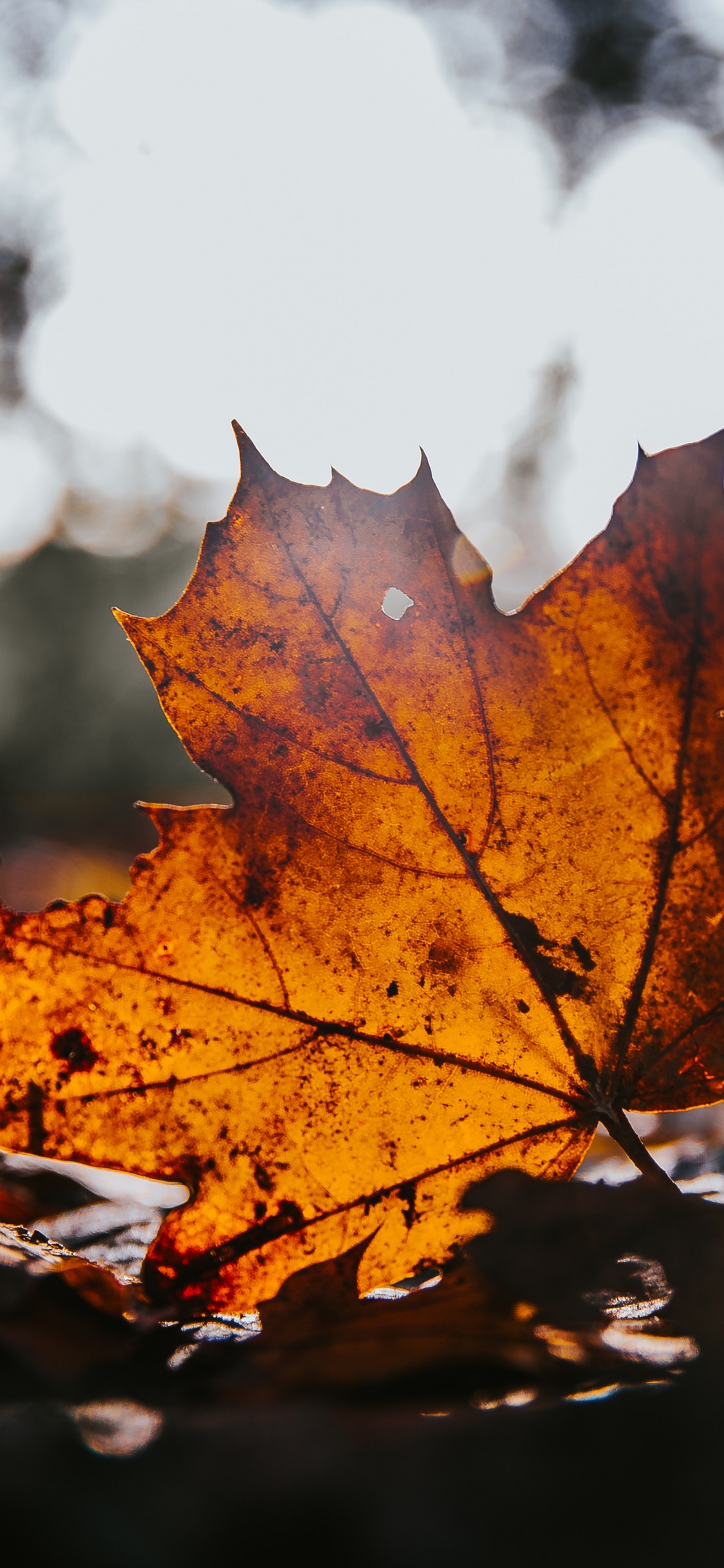 Ahorn, Blatt, Baum, Maple Leaf, Natur. Wallpaper in 1125x2436 Resolution