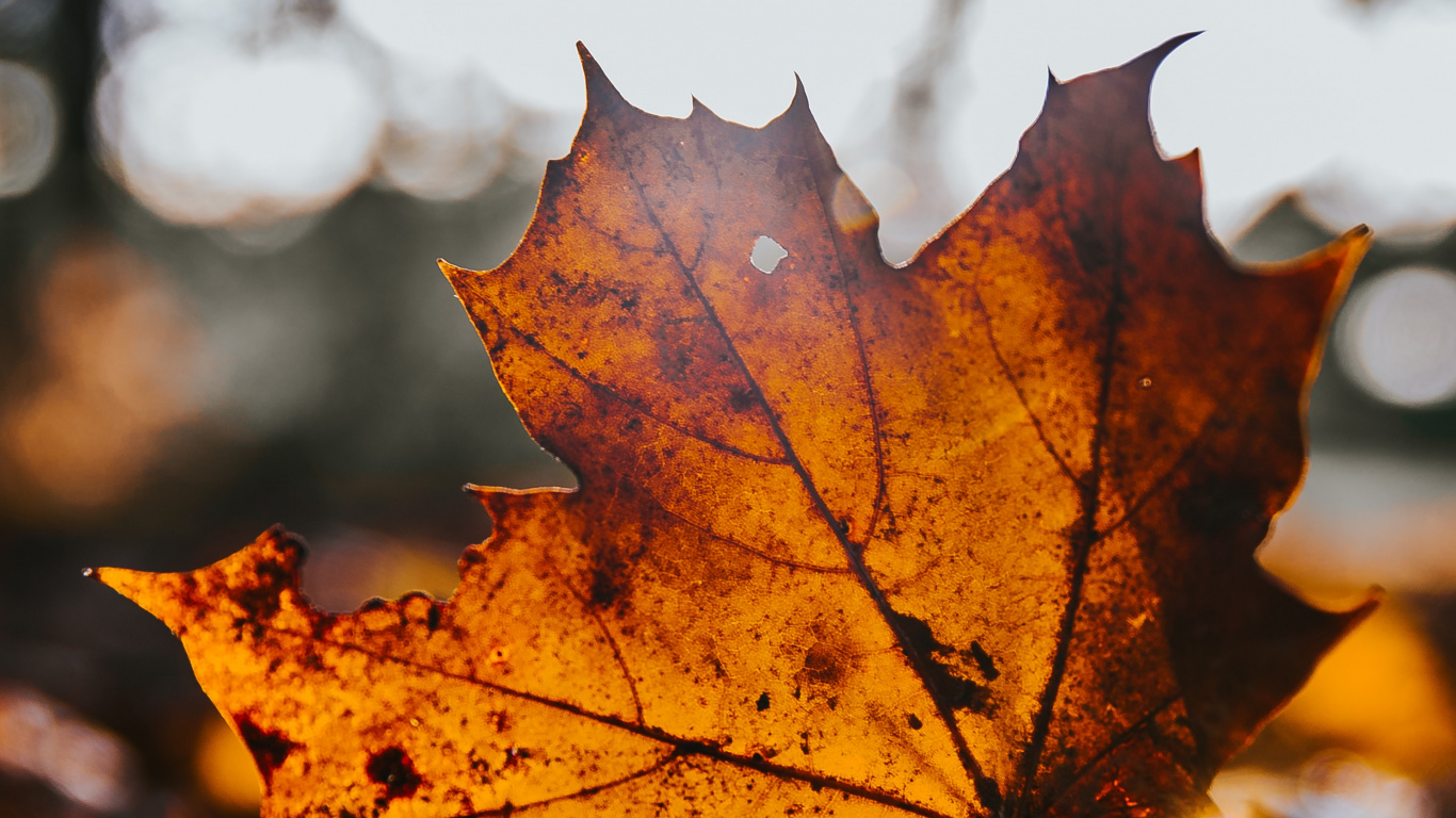 Ahorn, Blatt, Baum, Maple Leaf, Natur. Wallpaper in 1366x768 Resolution