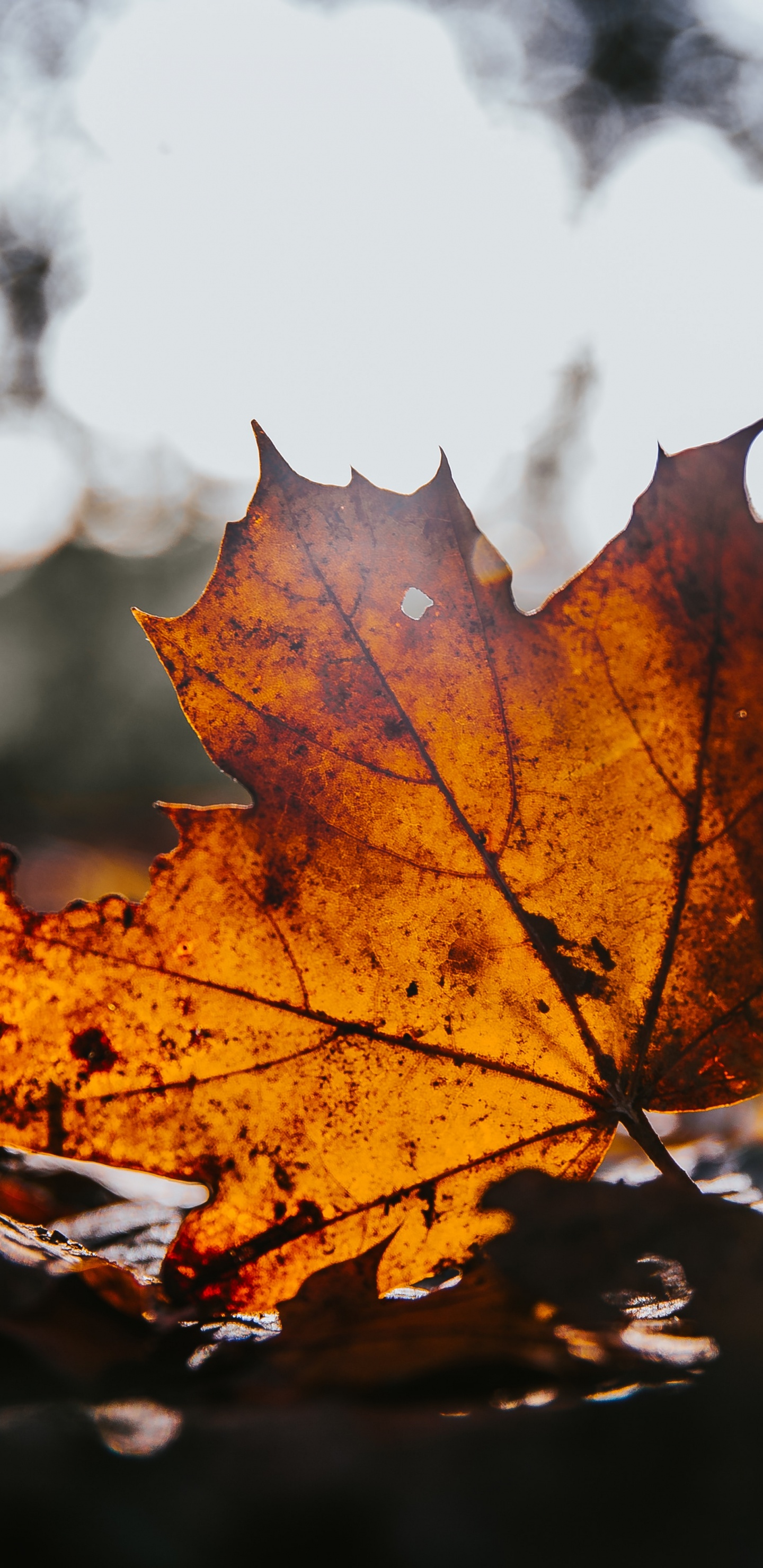 Ahorn, Blatt, Baum, Maple Leaf, Natur. Wallpaper in 1440x2960 Resolution