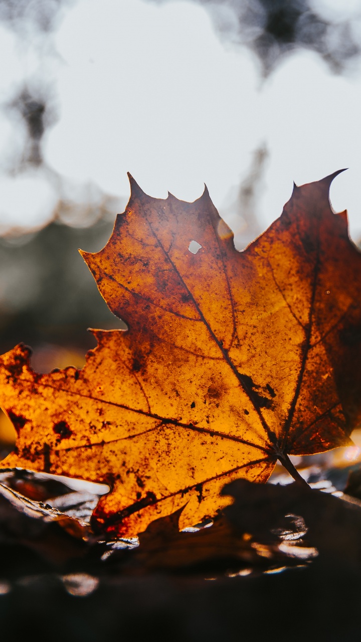Ahorn, Blatt, Baum, Maple Leaf, Natur. Wallpaper in 720x1280 Resolution