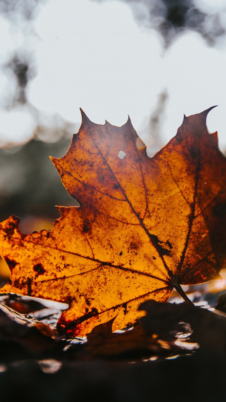 Ahorn, Blatt, Baum, Maple Leaf, Natur. Wallpaper in 750x1334 Resolution