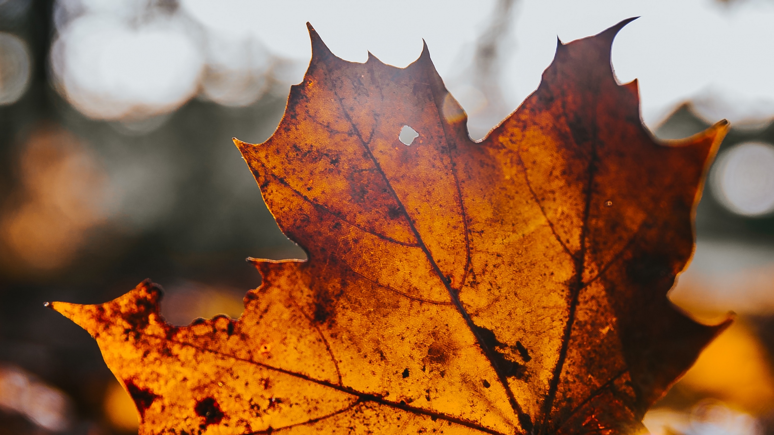 Érable, Feuille, la Feuille D'érable, Nature, Orange. Wallpaper in 2560x1440 Resolution
