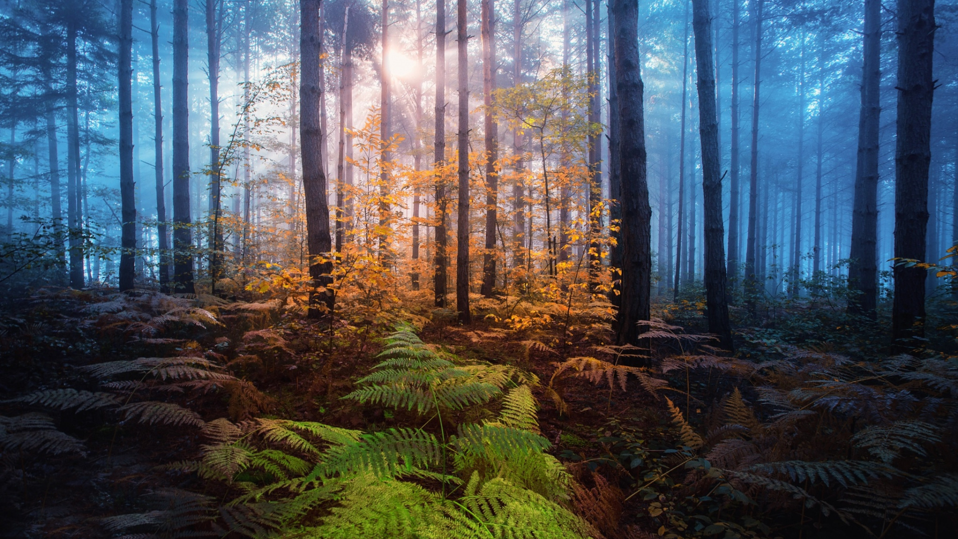 Green Plants in Forest During Daytime. Wallpaper in 1920x1080 Resolution