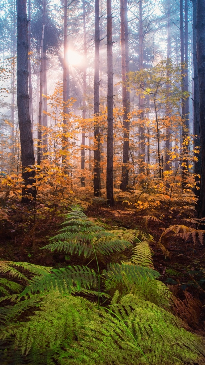 Green Plants in Forest During Daytime. Wallpaper in 720x1280 Resolution