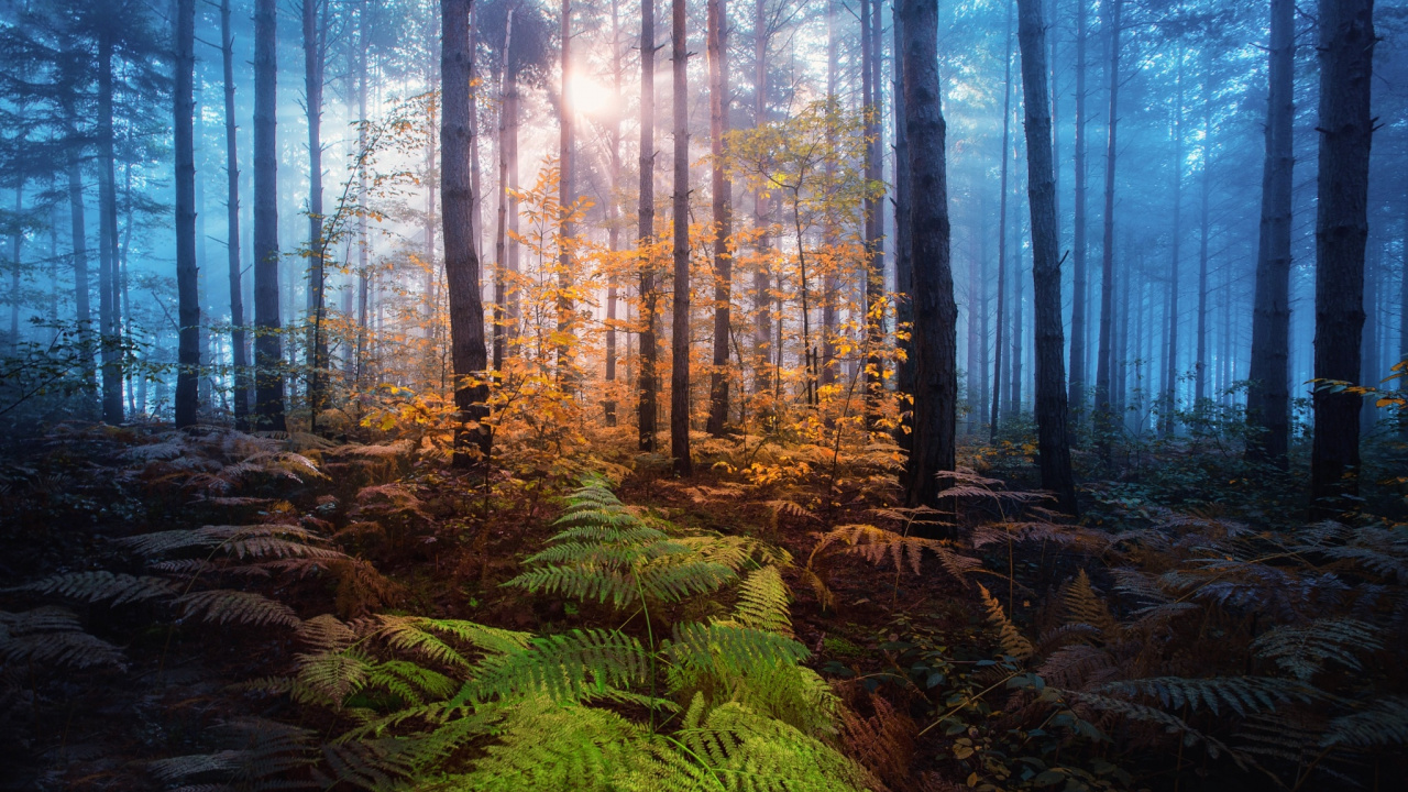 Tagsüber Grüne Pflanzen im Wald. Wallpaper in 1280x720 Resolution