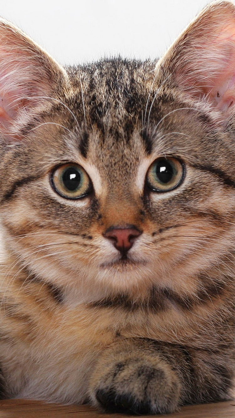 Chat Tigré Brun Sur Une Table en Bois Marron. Wallpaper in 750x1334 Resolution