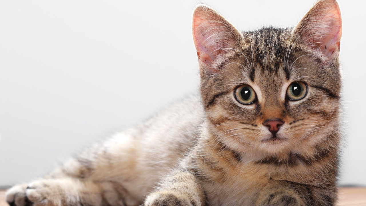 Brown Tabby Cat on Brown Wooden Table. Wallpaper in 1280x720 Resolution