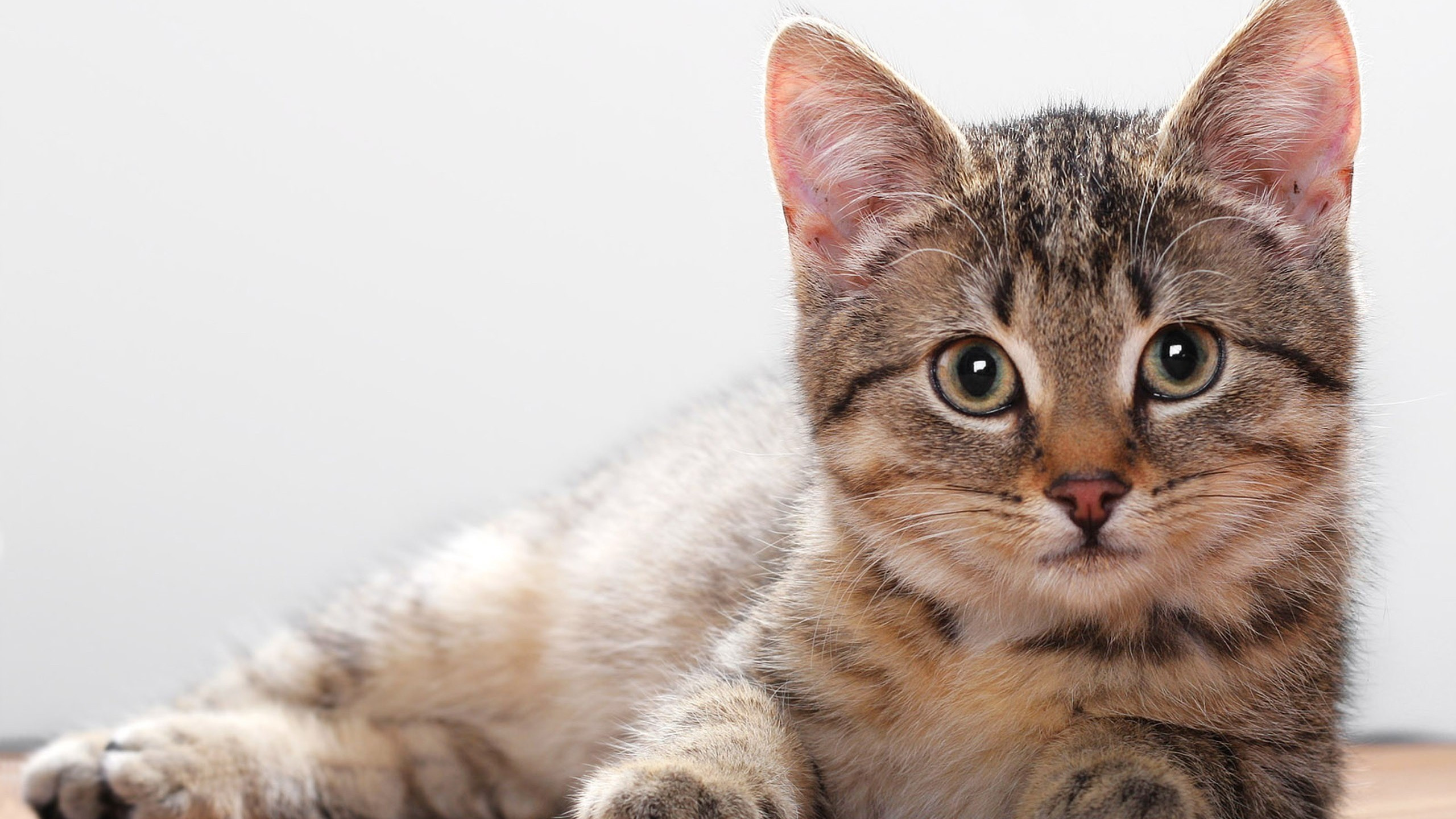 Brown Tabby Cat on Brown Wooden Table. Wallpaper in 2560x1440 Resolution