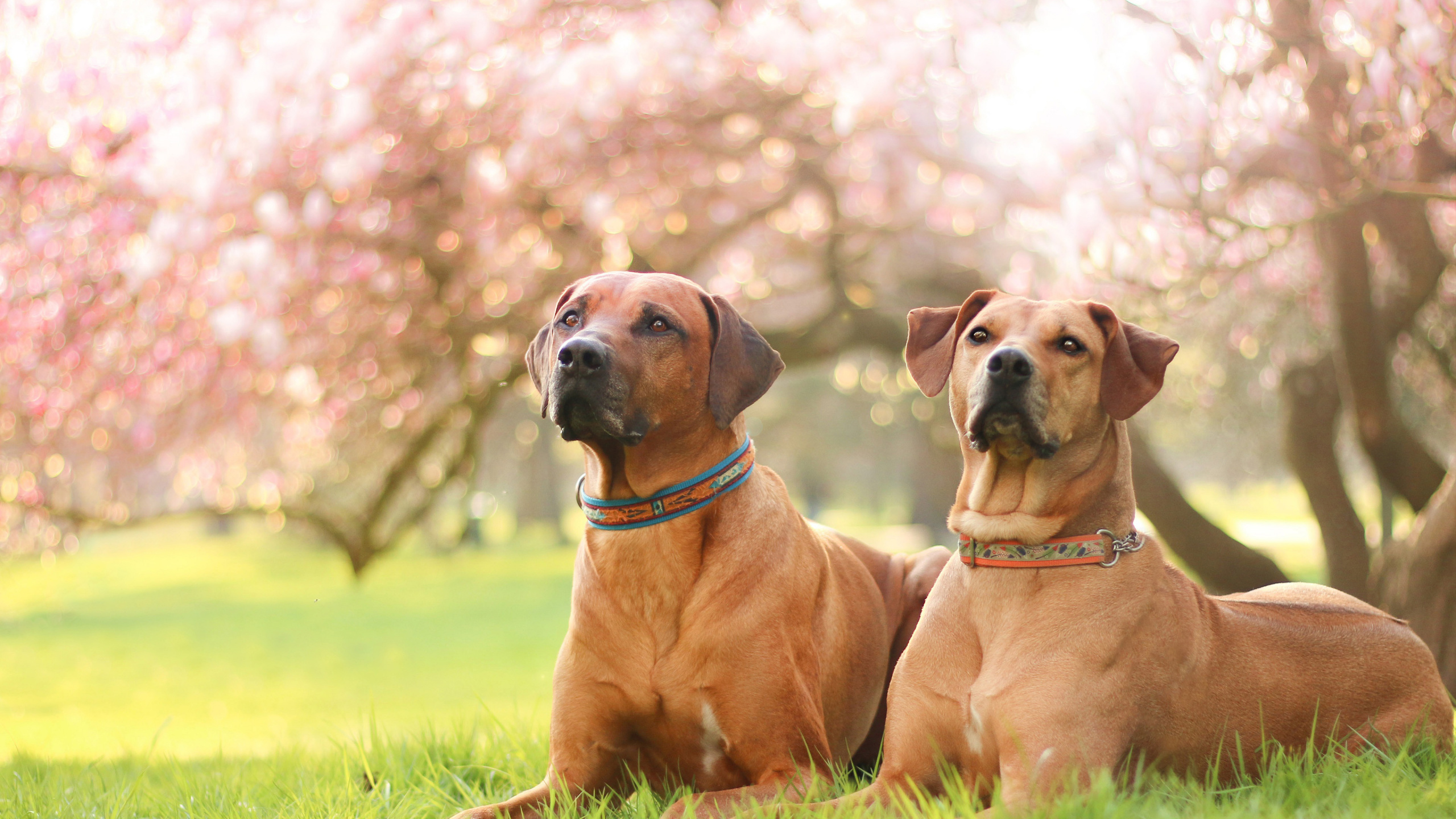 Rhodesian Ridgeback, Schäferhund, Cane Corso, Hunderasse, Welpe. Wallpaper in 2560x1440 Resolution