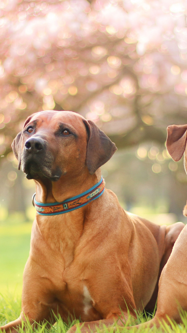 Rhodesian Ridgeback, Schäferhund, Cane Corso, Hunderasse, Welpe. Wallpaper in 750x1334 Resolution