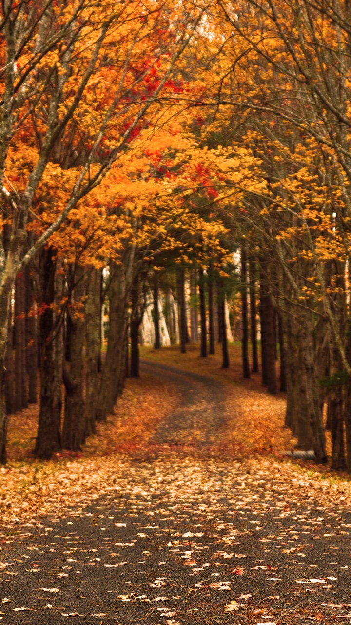 性质, 落叶, 林地, 森林, 路径 壁纸 720x1280 允许
