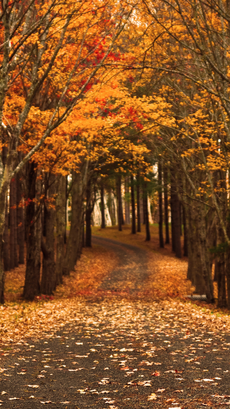 Hojas Secas Marrones en el Suelo. Wallpaper in 750x1334 Resolution