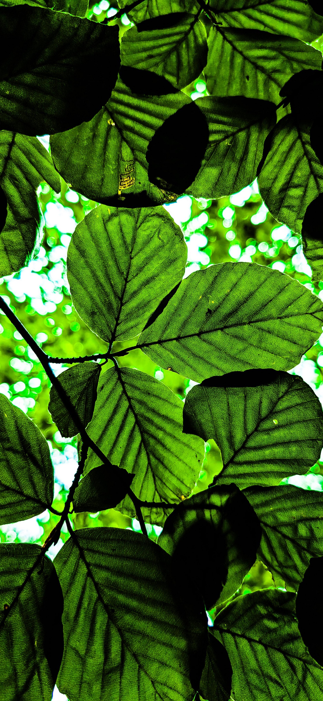 Baum, Natürlichen Umgebung, Terrestrische Pflanzen, Vegetation, Blühende Pflanze. Wallpaper in 1242x2688 Resolution