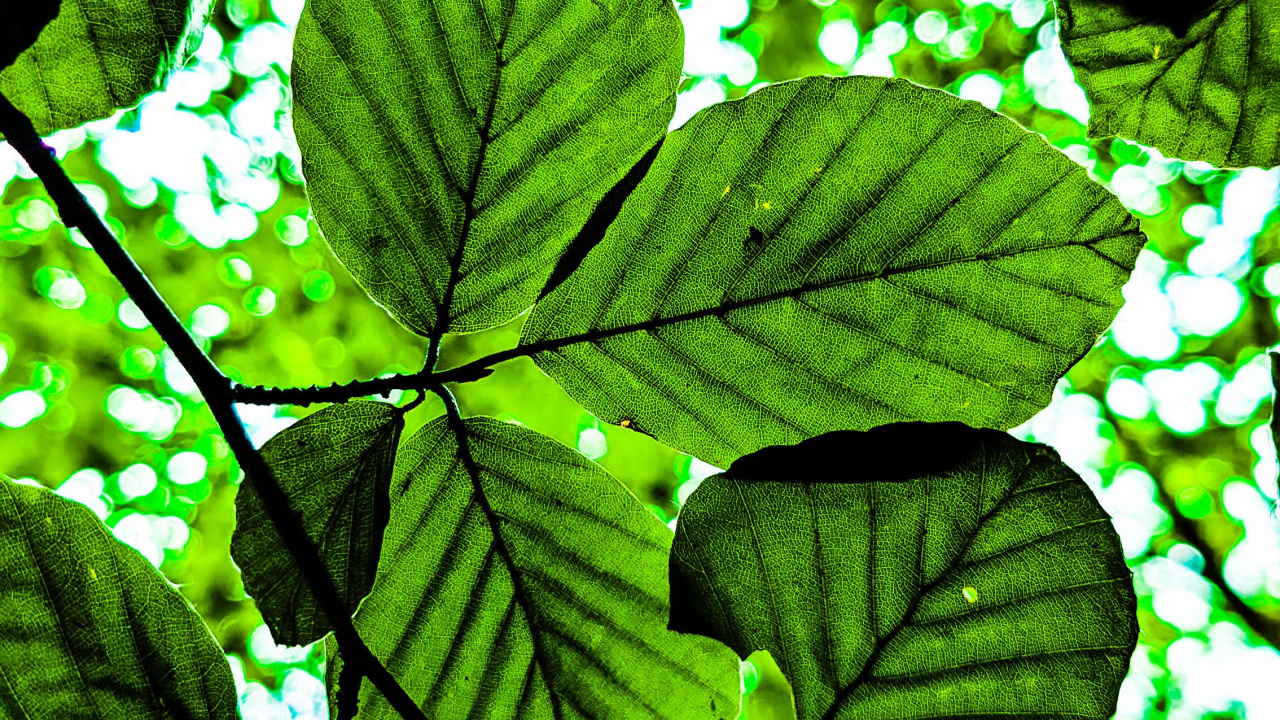 Tree, Plant, Natural Environment, Terrestrial Plant, Vegetation. Wallpaper in 1280x720 Resolution