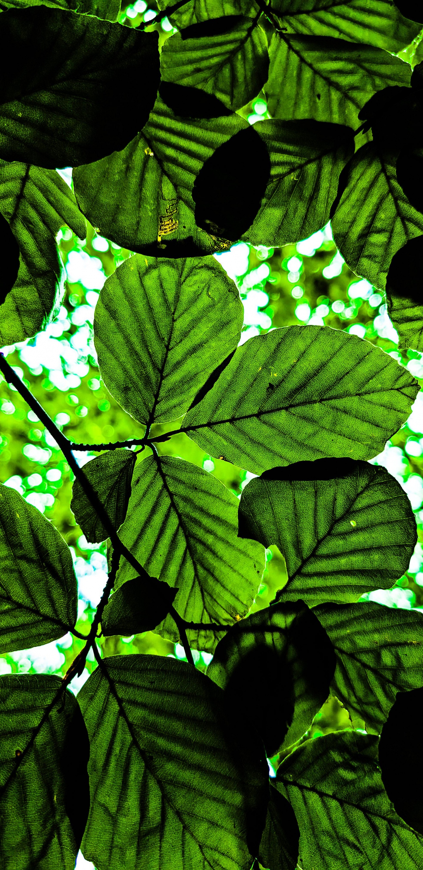 Tree, Plant, Natural Environment, Terrestrial Plant, Vegetation. Wallpaper in 1440x2960 Resolution