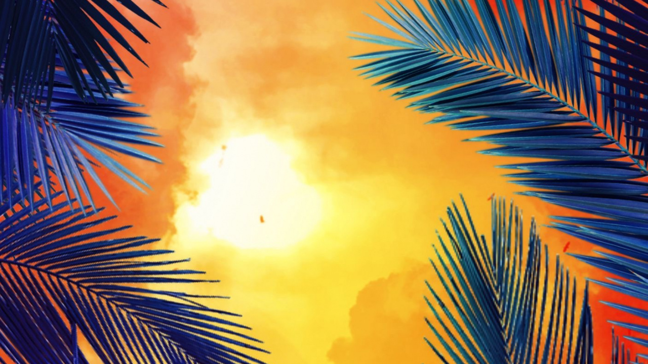 Orange, Palm Trees, California Palm, Cycad. Wallpaper in 1280x720 Resolution