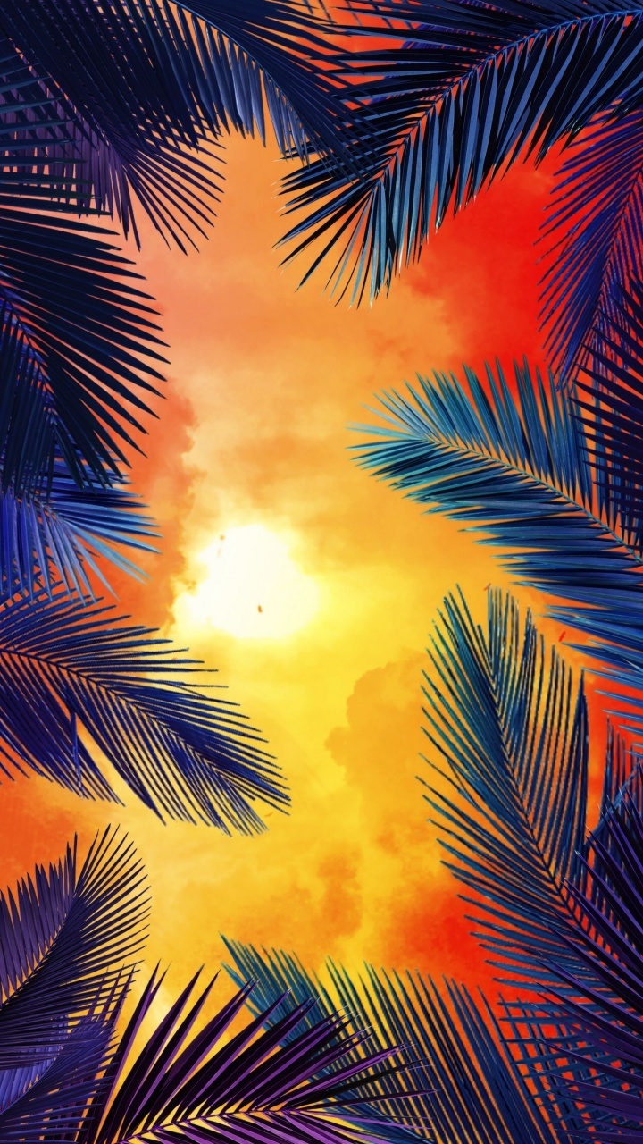 Orange, Palmier, En Californie, Palm, Cycad. Wallpaper in 720x1280 Resolution