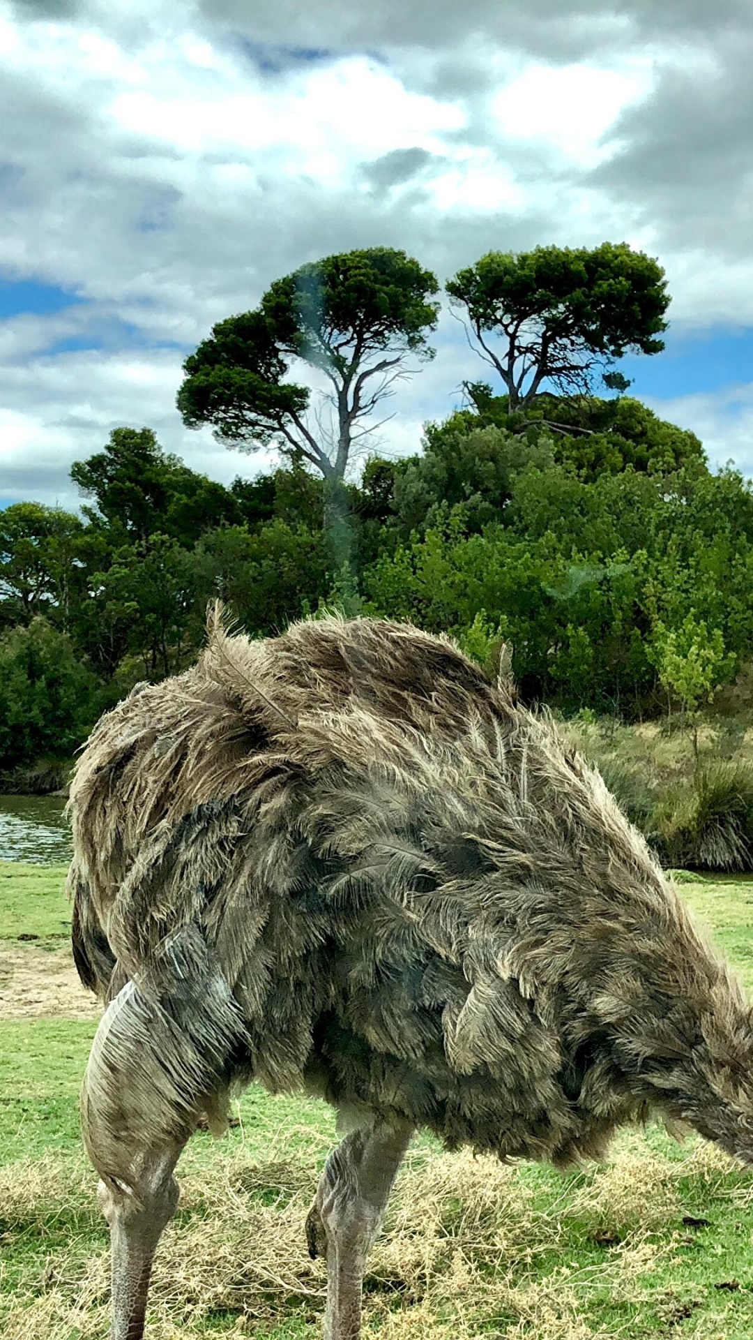 Ostrich Farming, Common Ostrich, Birds, Ostrich Farming in Namibia, Cloud. Wallpaper in 1080x1920 Resolution