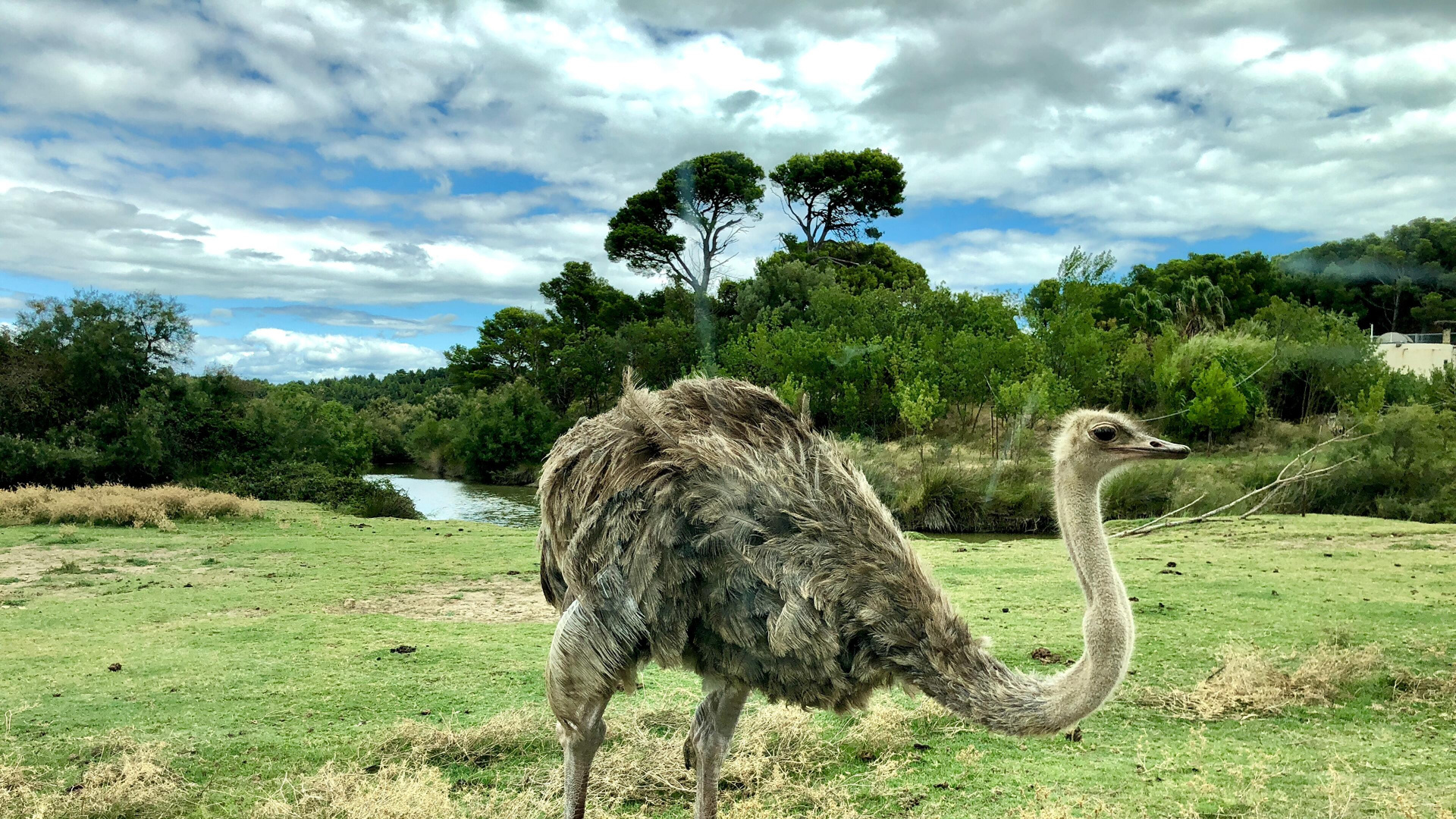 Ostrich Farming, Common Ostrich, Birds, Ostrich Farming in Namibia, Cloud. Wallpaper in 1920x1080 Resolution