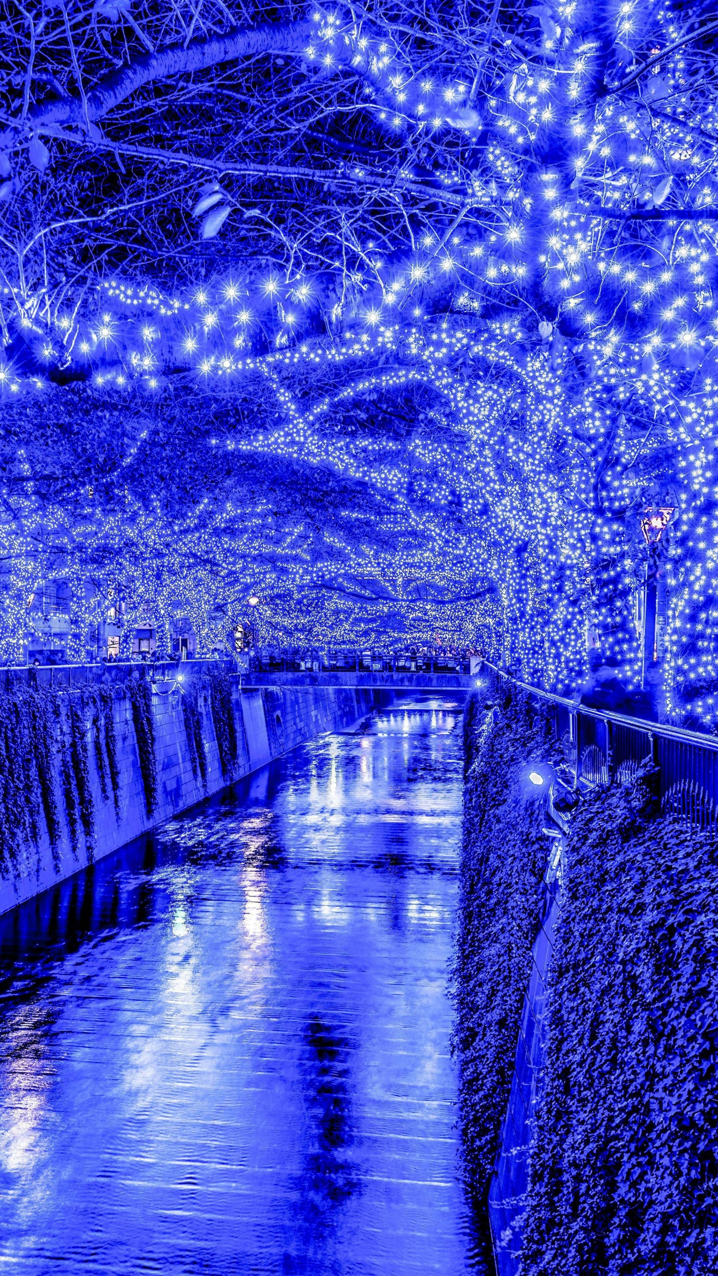 Cuerpo de Agua Entre Árboles y Edificios Durante la Noche. Wallpaper in 1440x2560 Resolution
