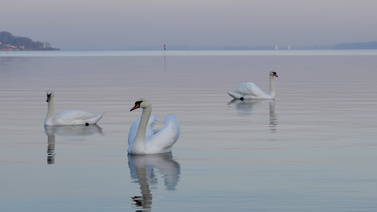 White Swans on Body of Water During Daytime. Wallpaper in 1280x720 Resolution