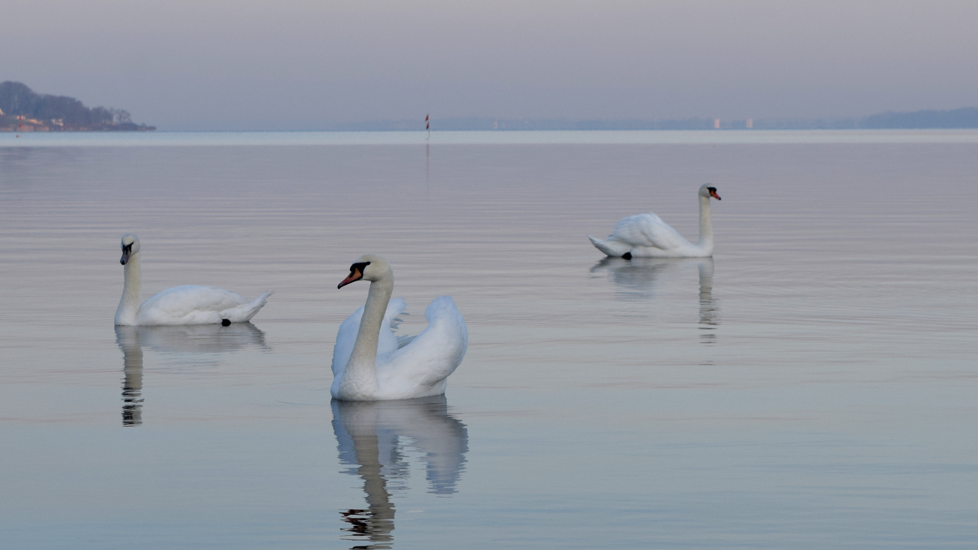Cisnes Blancos en el Cuerpo de Agua Durante el Día. Wallpaper in 1920x1080 Resolution