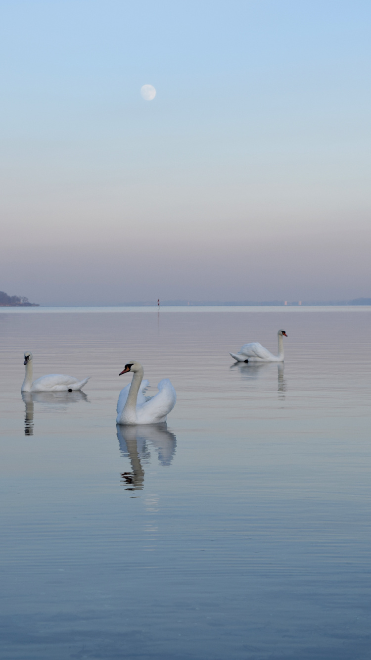 Cisnes Blancos en el Cuerpo de Agua Durante el Día. Wallpaper in 750x1334 Resolution